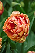 KEUKENHOF, NETHERLANDS: CLOSE UP PLANT PORTRAIT OF THE ORANGE FLOWER OF TULIP - TULIPA COPPER IMAGE. BULBS, FLOWERS, FLOWERING, SPRING, MAY