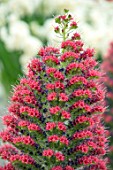 KEUKENHOF, NETHERLANDS: CLOSE UP PLANT PORTRAIT OF THE PINK AND PURPLE FLOWERS OF ECHIUM WILDPRETII X PININANA. SPIKES, SPIRES, CLUSTERS, BIENNIALS