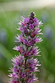 KEUKENHOF, NETHERLANDS: CLOSE UP PLANT PORTRAIT OF THE PINK AND PURPLE FLOWERS OF ECHIUM RUSSICUM. SPIKES, SPIRES, CLUSTERS, ANNUAL, BORAGE. RED FLOWERED VIPERS GRASS, BUGLOSS