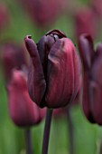 KEUKENHOF, NETHERLANDS: HOLLAND, CLOSE UP PLANT PORTRAIT OF BLACK, PURPLE, PLUM FLOWER OF TULIP - TULIPA CONTINENTAL. MAY, SPRING, BULBS, FLOWERING