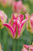 KEUKENHOF, NETHERLANDS: CLOSE UP PLANT PORTRAIT OF THE PINK, GREEN FLOWER OF VIRIDIFLORA TULIP - TULIPA GROENLAND. BULBS, FLOWERS, FLOWERING, SPRING, MAY
