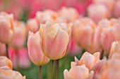 KEUKENHOF, NETHERLANDS: HOLLAND, CLOSE UP PLANT PORTRAIT OF THE APRICOT, PINK FLOWERS OF TULIP - TULIPA APRICOT BEAUTY, MAY, SPRING, BULBS, FLOWERING, BLOOM