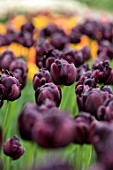 KEUKENHOF, NETHERLANDS: HOLLAND, BLACK, PURPLE, PLUM FLOWERS OF DOUBLE LATE TULIP - TULIPA BLACK HERO. MAY, SPRING, BULBS, FLOWERING, BLOOM