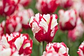 KEUKENHOF, NETHERLANDS: HOLLAND, CLOSE UP PLANT PORTRAIT OF RED, WHITE FLOWER OF TULIP - TULIPA ESTELLA RIJNVELD. MAY, SPRING, BULBS, FLOWERING, BLOOM