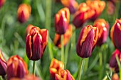 KEUKENHOF, NETHERLANDS: HOLLAND, CLOSE UP PLANT PORTRAIT OF RED, ORANGE FLOWER OF TRIUMPHATOR TULIP - TULIPA SLAWA. MAY, SPRING, BULBS, FLOWERING, BLOOM