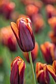KEUKENHOF, NETHERLANDS: HOLLAND, CLOSE UP PLANT PORTRAIT OF RED, ORANGE FLOWER OF TRIUMPHATOR TULIP - TULIPA SLAWA. MAY, SPRING, BULBS, FLOWERING, BLOOM