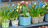 KEUKENHOF, NETHERLANDS: HOLLAND. SHELF WITH CONTAINERS OF BLUE MUSCARI, NARCISSUS AND TULIPA OPHELIA. POTS, CONTAINER, BULBS, SPRING, MAY