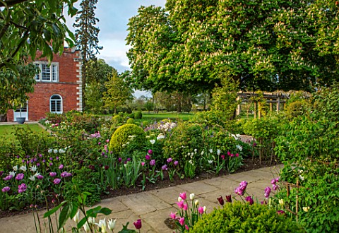 MORTON_HALL_WORCESTERSHIRE_SPRING_APRIL_PATH_WITH_TULIPS_CLIPPED_BOX_HOUSE_HORSE_CHESTNUT_TREE_FORMA