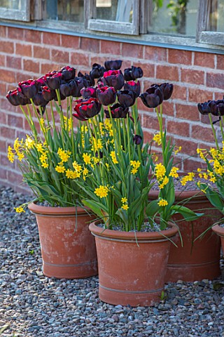MORTON_HALL_WORCESTERSHIRE_TERRACOTTA_CONTAINERS_BESIDE_GLASSHOUSE_PLANTED_IN_SPRING_WITH_NARCISSUS_