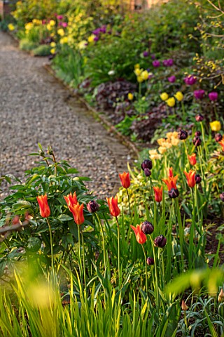 MORTON_HALL_WORCESTERSHIRE_THE_KITCHEN_GARDEN_IN_SPRING_MAY_WALLED_WALL_WALLS_TULIPS_BALLERINA_BLACK