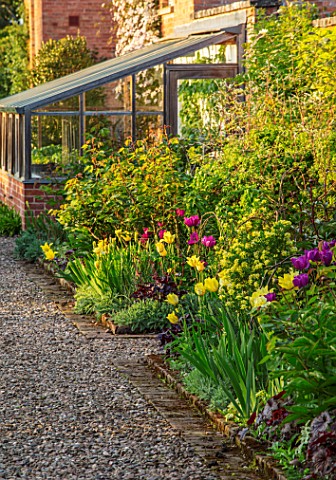 MORTON_HALL_WORCESTERSHIRE_THE_KITCHEN_GARDEN_IN_SPRING_MAY_WALLED_WALL_WALLS_TULIPS_NEGRITA_AND_MOO
