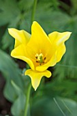 MORTON HALL, WORCESTERSHIRE: CLOSE UP PLANT PORTRAIT OF THE YELLOW FLOWER OF TULIP - TULIPA MOONLIGHT GIRL. PETAL, PETALS, BLOOM, BULB, BLOOMING, MAY, SPRING