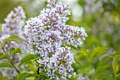 THE GOBBETT NURSERY, SHROPSHIRE: CLOSE UP PLANT PORTRAIT OF THE PALE PINK FLOWERS OF LILAC - SYRINGA CHINENSIS BICOLOR. SCENT, SCENTED, FRAGRANT, DECIDUOUS, SHRUB, LILACS