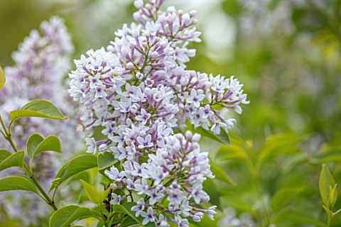 THE_GOBBETT_NURSERY_SHROPSHIRE_CLOSE_UP_PLANT_PORTRAIT_OF_THE_PALE_PINK_FLOWERS_OF_LILAC__SYRINGA_CH
