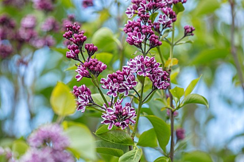 THE_GOBBETT_NURSERY_SHROPSHIRE_CLOSE_UP_PLANT_PORTRAIT_OF_THE_PINK_AND_CREAM_FLOWERS_OF_LILAC__SYRIN