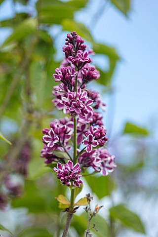 THE_GOBBETT_NURSERY_SHROPSHIRE_CLOSE_UP_PLANT_PORTRAIT_OF_THE_PINK_AND_CREAM_FLOWERS_OF_LILAC__SYRIN