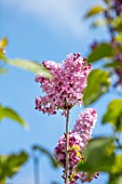 THE GOBBETT NURSERY, SHROPSHIRE: CLOSE UP PLANT PORTRAIT OF THE PINK FLOWERS OF LILAC - SYRINGA VULGARIS PRINCE WOLKONSKY. SCENT, SCENTED, FRAGRANT, DECIDUOUS, SHRUB