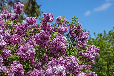 THE_GOBBETT_NURSERY_SHROPSHIRE_THE_PINK_FLOWERS_OF_LILAC__SYRINGA_X_CHINENSIS_SCENT_SCENTED_FRAGRANT