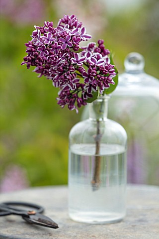 THE_GOBBETT_NURSERY_SHROPSHIRE_STILL_LIFE__GLASS_BOTTLE_WITH_THE_PINK_AND_CREAM_FLOWERS_OF_LILAC__SY