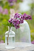 THE GOBBETT NURSERY, SHROPSHIRE: STILL LIFE - GLASS BOTTLE WITH THE PINK AND CREAM FLOWERS OF LILAC - SYRINGA VULGARIS SENSATION. SCENT, SCENTED, FRAGRANT, DECIDUOUS, SHRUB
