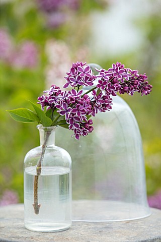 THE_GOBBETT_NURSERY_SHROPSHIRE_STILL_LIFE__GLASS_BOTTLE_WITH_THE_PINK_AND_CREAM_FLOWERS_OF_LILAC__SY