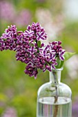 THE GOBBETT NURSERY, SHROPSHIRE: STILL LIFE - GLASS BOTTLE WITH THE PINK AND CREAM FLOWERS OF LILAC - SYRINGA VULGARIS SENSATION. SCENT, SCENTED, FRAGRANT, DECIDUOUS, SHRUB