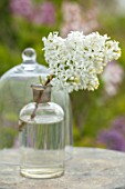 THE GOBBETT NURSERY, SHROPSHIRE: STILL LIFE - GLASS BOTTLE WITH THE WHITE FLOWERS OF LILAC - SYRINGA HYACINTHUS ANGEL WHITE. SCENT, SCENTED, FRAGRANT, DECIDUOUS, SHRUB