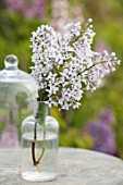 THE GOBBETT NURSERY, SHROPSHIRE: STILL LIFE - GLASS BOTTLE WITH THE FLOWERS OF LILAC - SYRINGA X CHINENSIS BICOLOR. SCENT, SCENTED, FRAGRANT, DECIDUOUS, SHRUB, LILAC, LILACS