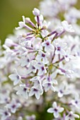 THE GOBBETT NURSERY, SHROPSHIRE: CLOSE UP PLANT PORTRAIT OF THE FLOWERS OF LILAC - SYRINGA X CHINENSIS BICOLOR. SCENT, SCENTED, FRAGRANT, DECIDUOUS, SHRUB, LILAC, LILACS