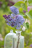 THE GOBBETT NURSERY, SHROPSHIRE: STILL LIFE - GLASS BOTTLE WITH THE PALE BLUE FLOWERS OF LILAC - SYRINGA. VULGARIS PRESIDENT LINCOLN. SCENT, SCENTED, FRAGRANT, DECIDUOUS, SHRUB