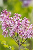 THE GOBBETT NURSERY, SHROPSHIRE: CLOSE UP PLANT PORTRAIT OF THE PINK FLOWERS OF LILAC - SYRINGA PRINCE CHARMING. SCENT, SCENTED, FRAGRANT, LILACS, DECIDUOUS, SHRUB