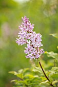 THE GOBBETT NURSERY, SHROPSHIRE: CLOSE UP PLANT PORTRAIT OF THE PINK FLOWERS OF LILAC - SYRINGA SWEGINZOWII. SCENT, SCENTED, FRAGRANT, LILACS, DECIDUOUS, SHRUB