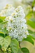 THE GOBBETT NURSERY, SHROPSHIRE: CLOSE UP PLANT PORTRAIT OF THE WHITE FLOWERS OF LILAC - SYRINGA X HYACINTHIFLORA  ANGEL WHITE. SCENT, SCENTED, FRAGRANT, LILACS, DECIDUOUS, SHRUB