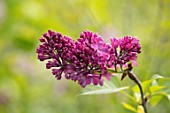 THE GOBBETT NURSERY, SHROPSHIRE: CLOSE UP PLANT PORTRAIT OF THE BURGUNDY, RED FLOWERS OF LILAC - SYRINGA VULGARIS CONGO. SCENT, SCENTED, FRAGRANT, LILACS, DECIDUOUS, SHRUB