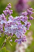 THE GOBBETT NURSERY, SHROPSHIRE: CLOSE UP PLANT PORTRAIT OF THE PINK FLOWERS OF LILAC - SYRINGA VULGARIS DWIGHT D EISENHOWER. SCENT, SCENTED, FRAGRANT, DECIDUOUS, SHRUB