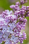 THE GOBBETT NURSERY, SHROPSHIRE: CLOSE UP PLANT PORTRAIT OF THE PINK FLOWERS OF LILAC - SYRINGA VULGARIS DWIGHT D EISENHOWER. SCENT, SCENTED, FRAGRANT, DECIDUOUS, SHRUB
