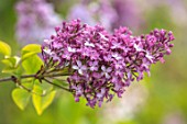 THE GOBBETT NURSERY, SHROPSHIRE: CLOSE UP PLANT PORTRAIT OF THE PINK FLOWERS OF LILAC - SYRINGA. SCENT, SCENTED, FRAGRANT, DECIDUOUS, SHRUB