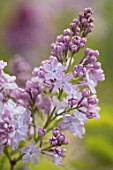 HE GOBBETT NURSERY, SHROPSHIRE: CLOSE UP PLANT PORTRAIT OF THE PINK FLOWERS OF LILAC - SYRINGA VULGARIS DWIGHT D EISENHOWER. SCENT, SCENTED, FRAGRANT, DECIDUOUS, SHRUB