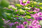 CLOSE UP PLANT PORTRAIT OF THE GREEN FLOWERS OF CORNUS KOUSA VENUS. MAY, SPRING, SHRUB, DECIDUOUS, PETAL, PETALS, DOGWOODS, WHITE, CREAM