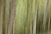 RHS GARDEN WISLEY, SURREY: ABSTRACT IMAGE OF BIRCH TREES AT BATTLESTON HILL - TAPPING CAMERA DURING LONG EXPOSURE