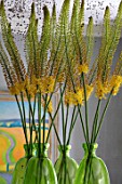 DESIGNER BUTTER WAKEFIELD, LONDON - THE FRONT ROOM - MIRROR ABOVE FIREPLACE WITH  YELLOW FLOWERS OF EREMURUS IN GREEN GLASS JARS, CONTAINERS