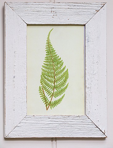 BUTTER_WAKEFIELD_HOUSE_LONDON_FERN_PRINT_IN_THE_CONSERVATORY