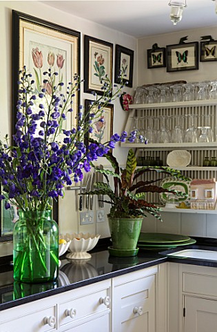 BUTTER_WAKEFIELD_HOUSE_LONDON_FERN_IN_GREEN_CONTAINER_IN_KITCHEN_INSIDE_INDOORS_HOUSEPLANT_HOUSE_PLA