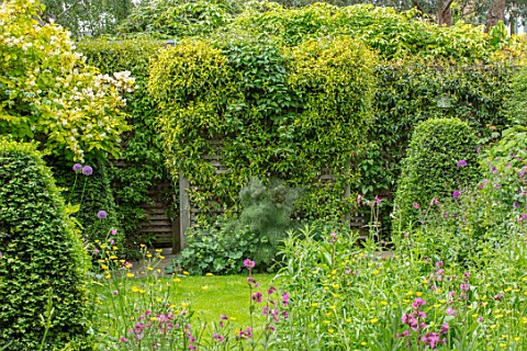 BUTTER_WAKEFIELD_HOUSE_LONDON_GARDEN_WITH_LAWN_WILDFLOWER_MEADOW_CLIPPED_TOPIARY_BOX_PYRAMIDS_GRASS_