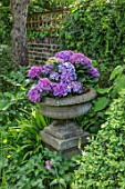 BUTTER WAKEFIELD HOUSE, LONDON: STONE URN, CONTAINER, TROUGH WITH HYDRANGEAS. SUMMER, JUNE, ENGLISH, TOWN, GARDEN