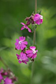BUTTER WAKEFIELD HOUSE, LONDON: CLOSE UP PLANT PORTRAIT OF THE PINK FLOWERS OF RED CAMPION. SILENE DIOICA, BLOOM, FLOWERING, CATCH, FLY, CATCHFLY. CATCHFLIES