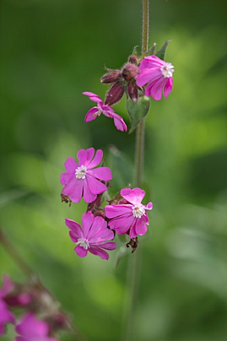 BUTTER_WAKEFIELD_HOUSE_LONDON_CLOSE_UP_PLANT_PORTRAIT_OF_THE_PINK_FLOWERS_OF_RED_CAMPION_SILENE_DIOI