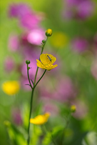 BUTTER_WAKEFIELD_HOUSE_LONDON_CLOSE_UP_PLANT_PORTRAIT_OF_THE_YELLOW_FLOWERS_OF_MEADOW_BUTTERCUP_RANU