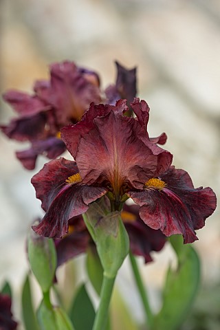 CLOSE_UP_PLANT_PORTRAIT_OF_BROWN_FLOWERS_BLOOMS_OR_IRIS_PERENNIALS