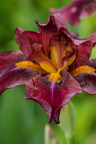 CLOSE_UP_PLANT_PORTRAIT_OF_BROWN_FLOWERS_BLOOMS_OR_IRIS_PERENNIALS